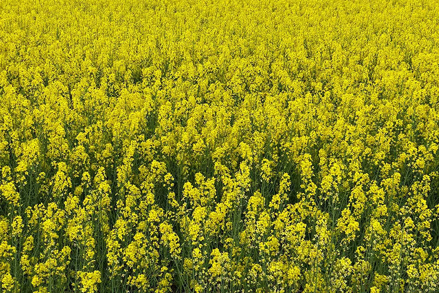 Oilseed Rape Nutrition Plan
